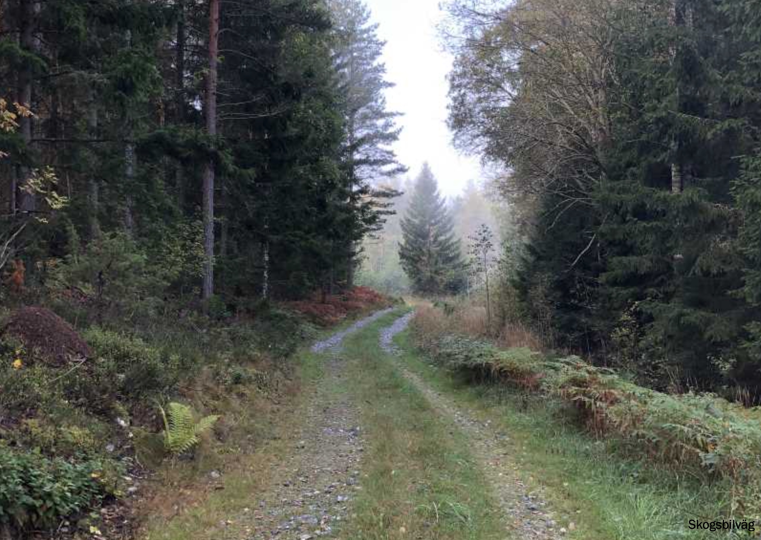 Forest road
